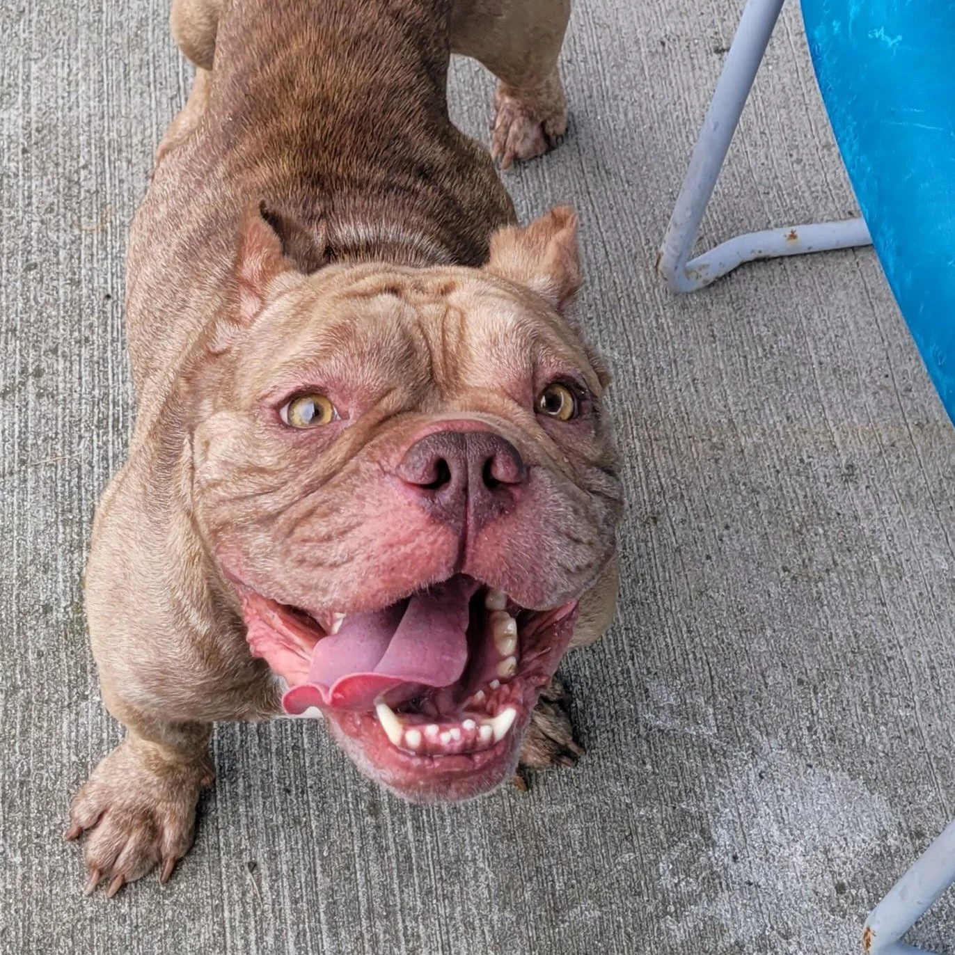 a light brown bulldog bully mix with cropped ears and lots of wrinkles