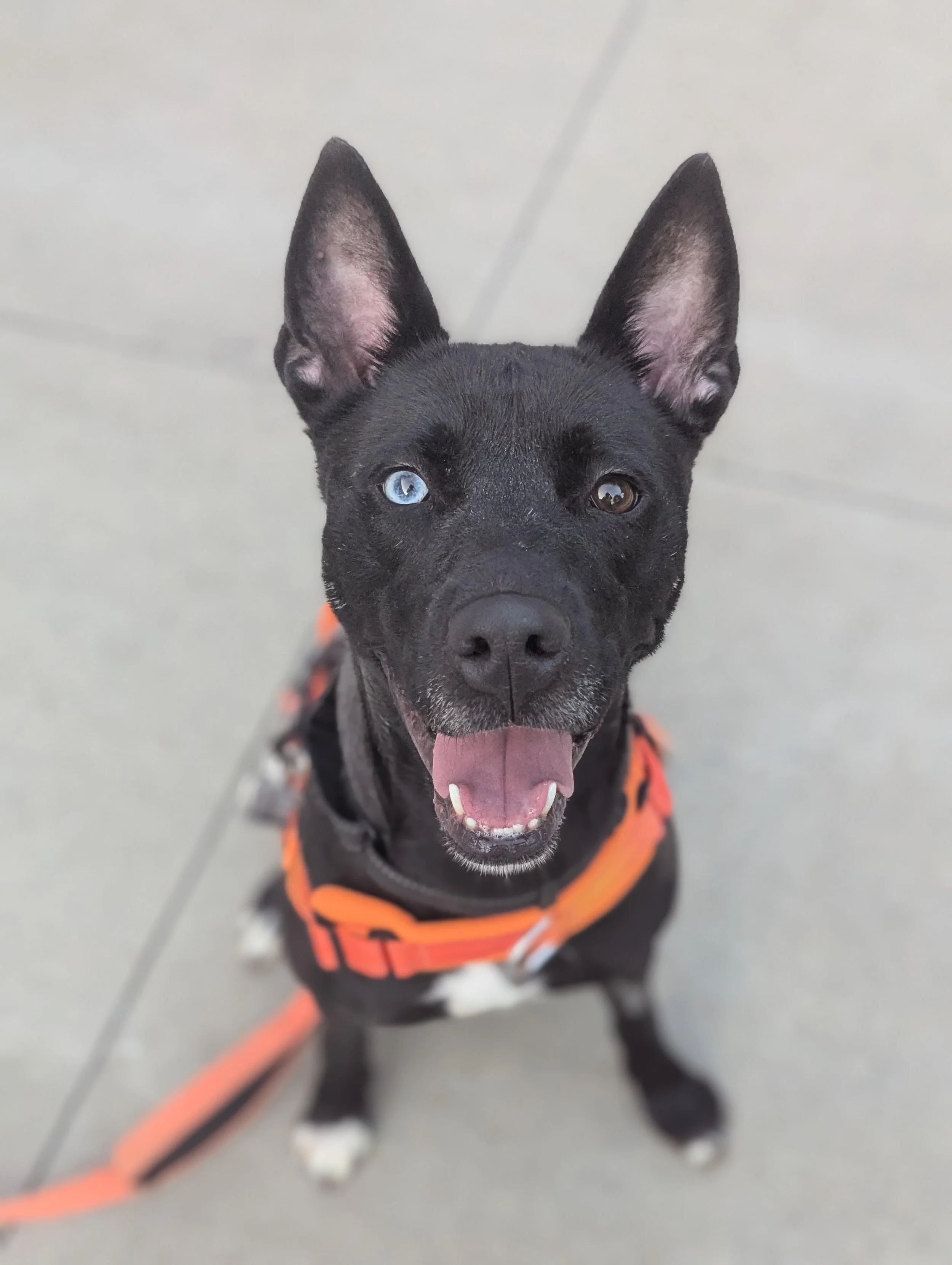 a pointy eared dark colored dog with one blue and one brown eye