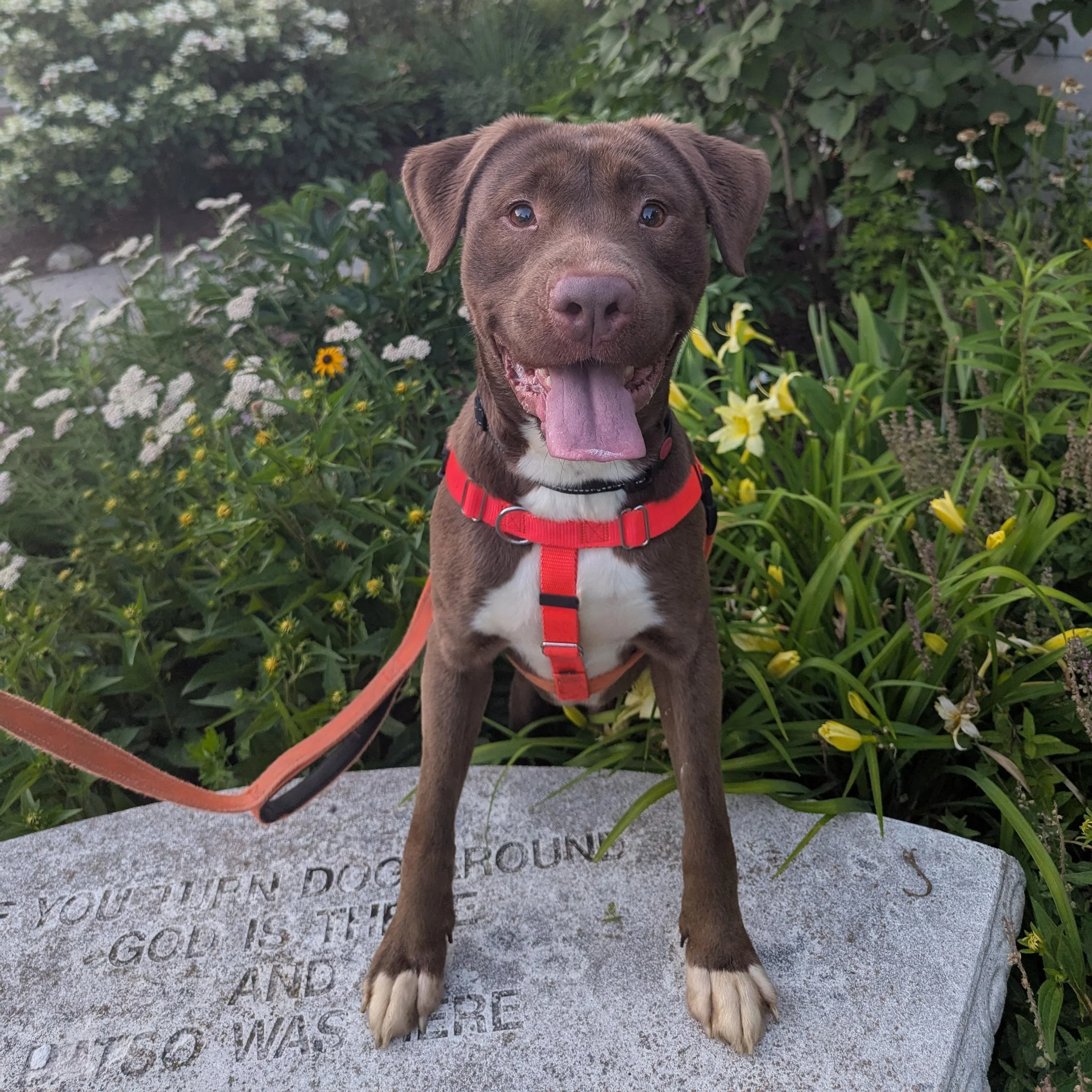 a brown lab mix with an orange leash and a red harness
