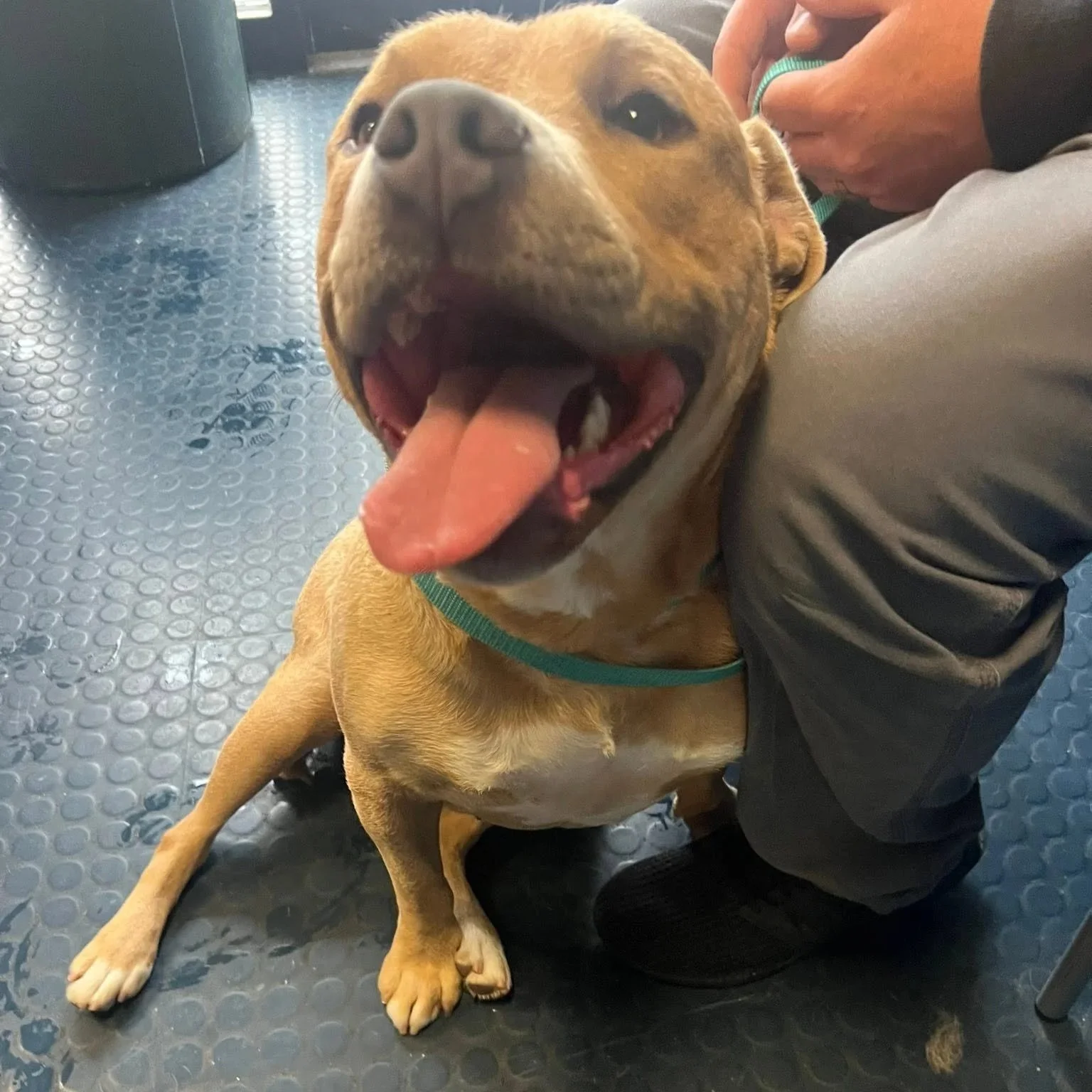 a large light brown bully sits leaning against a person while panting