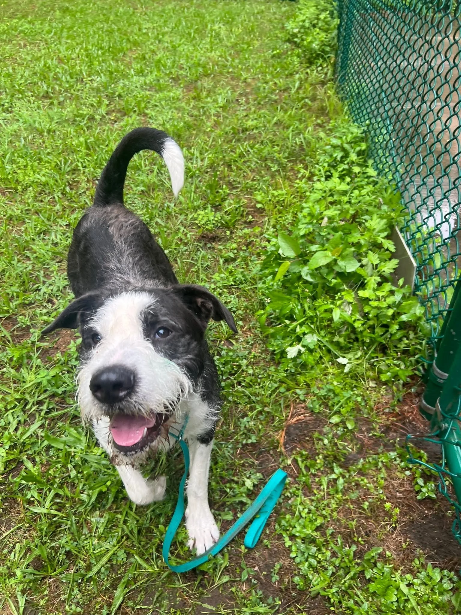 a black and white doodle mix