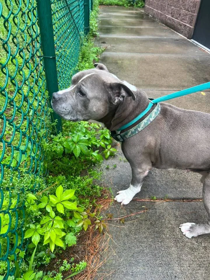 a gray bully with white paws on a leash sniffing a fence