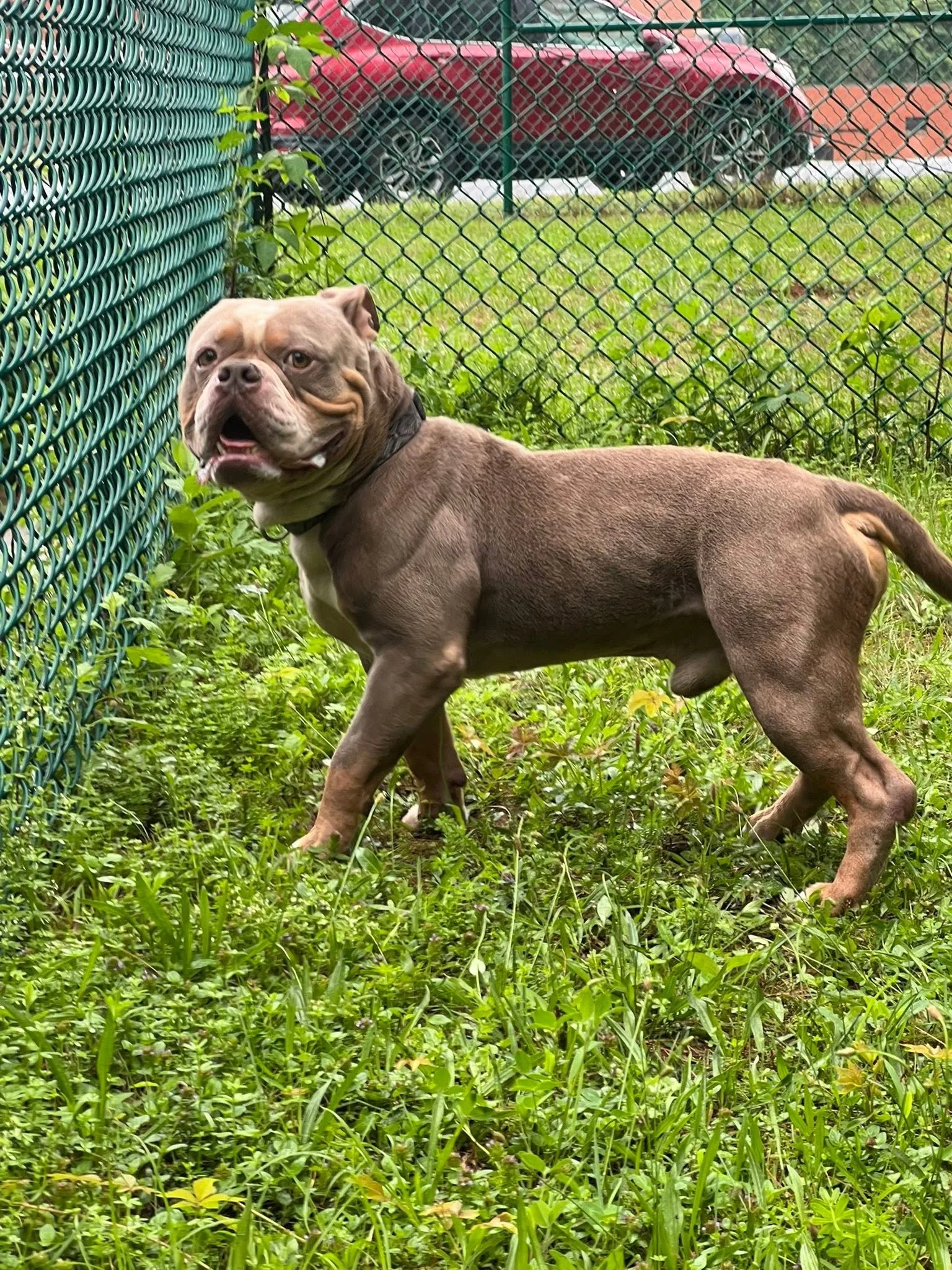 a muscular bully in the grass