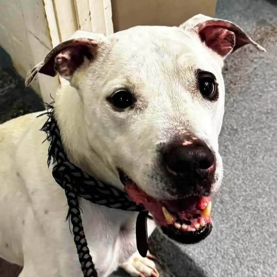 an older white dog