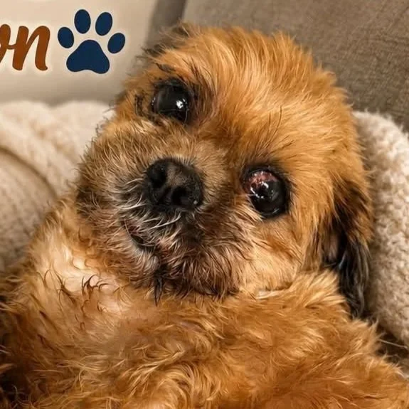 a senior light brown shih tzu