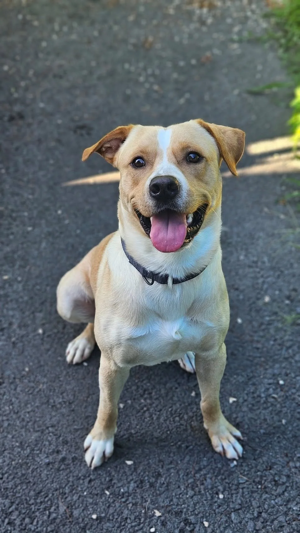 a light colored dog smiling