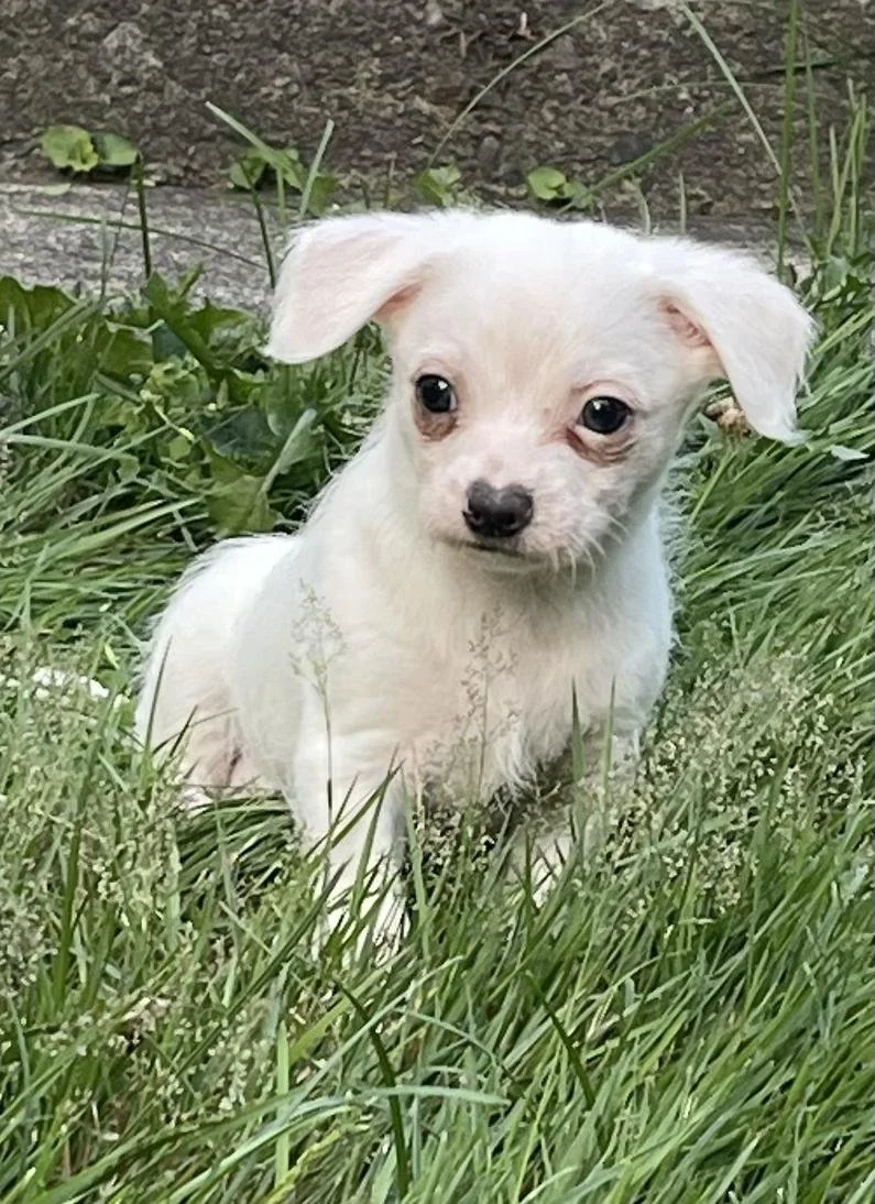 a small white chihuahua puppy