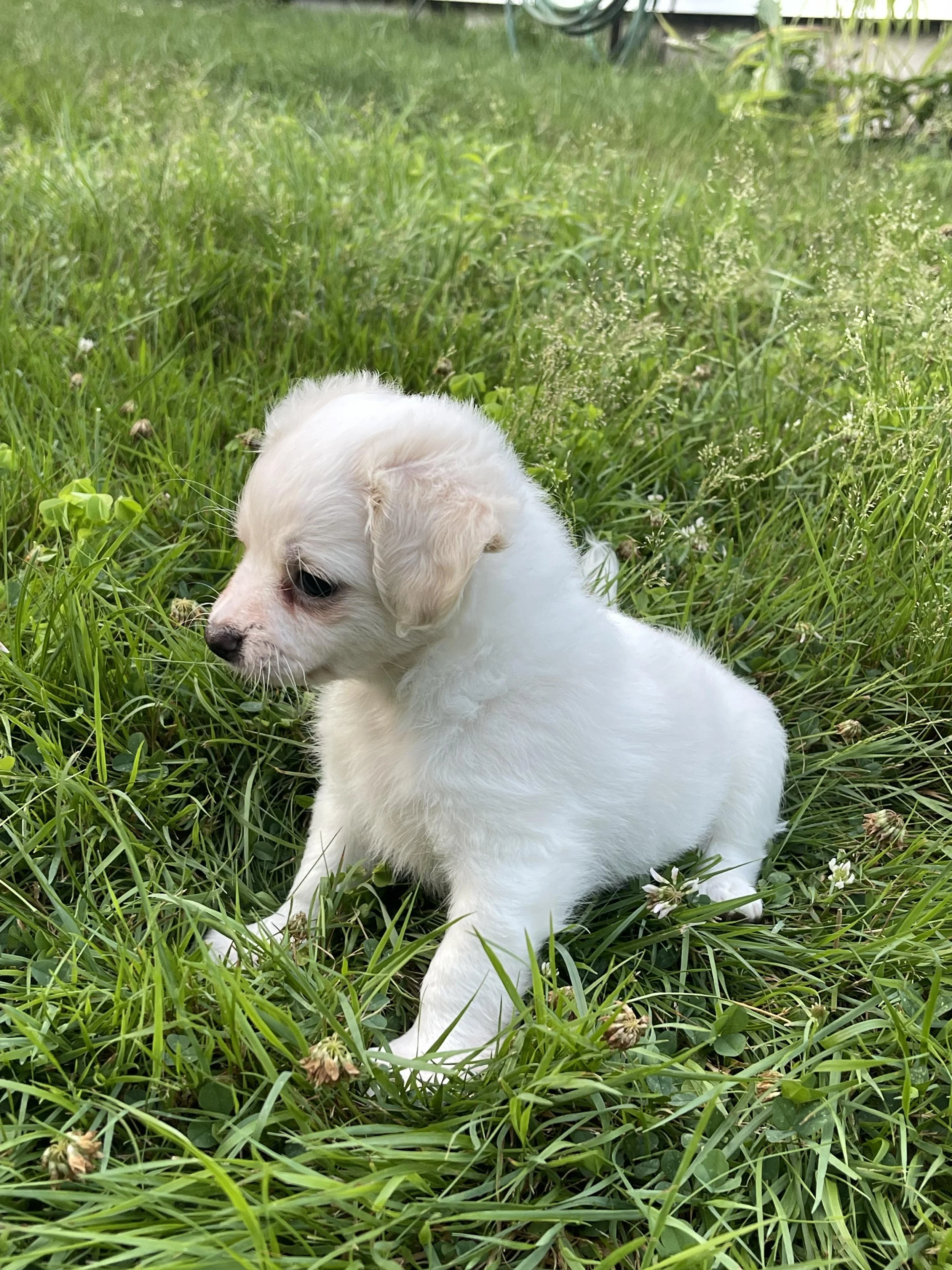 a small white chihuahua puppy