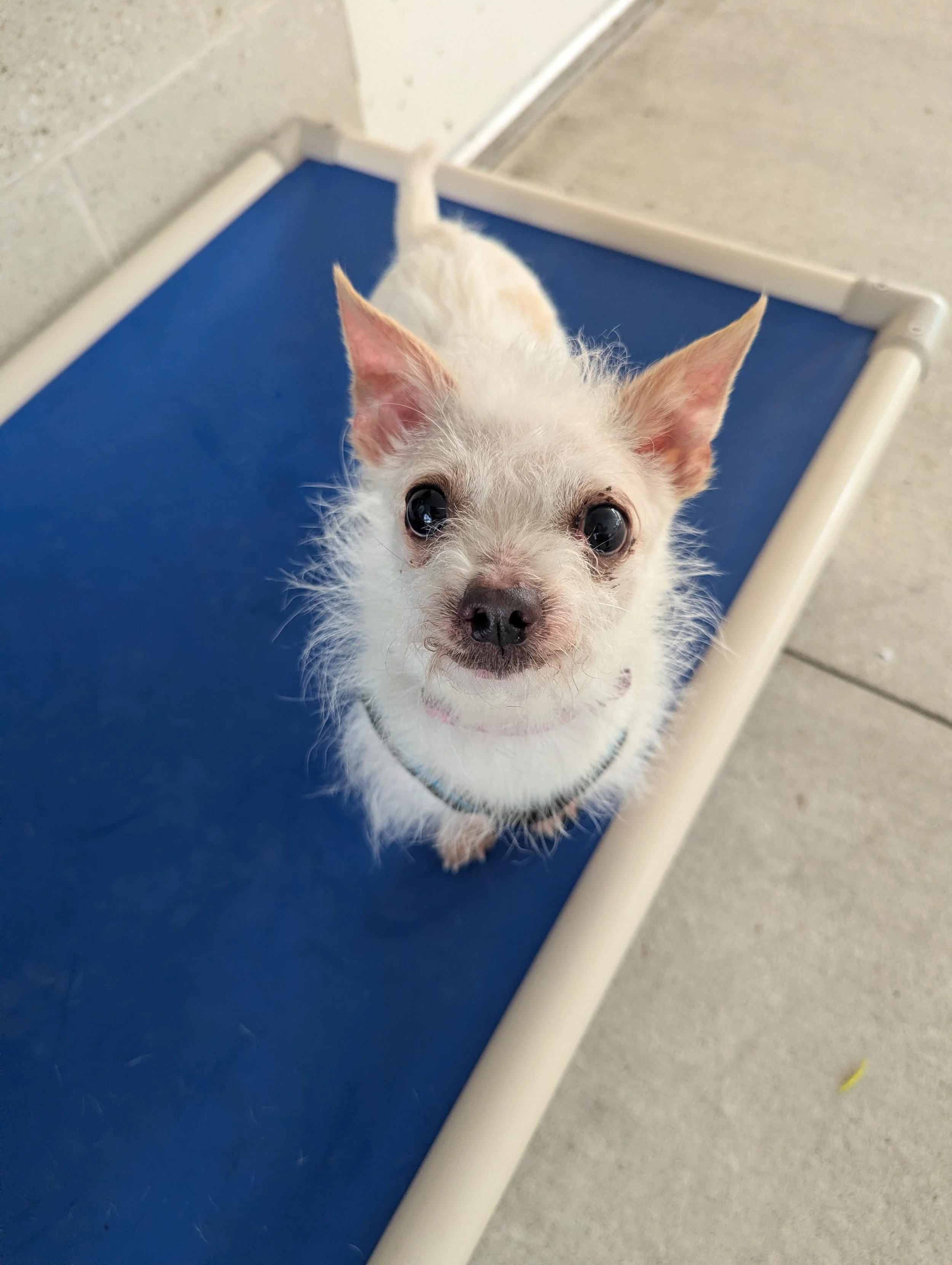 a young scruffy white chihuahua mix