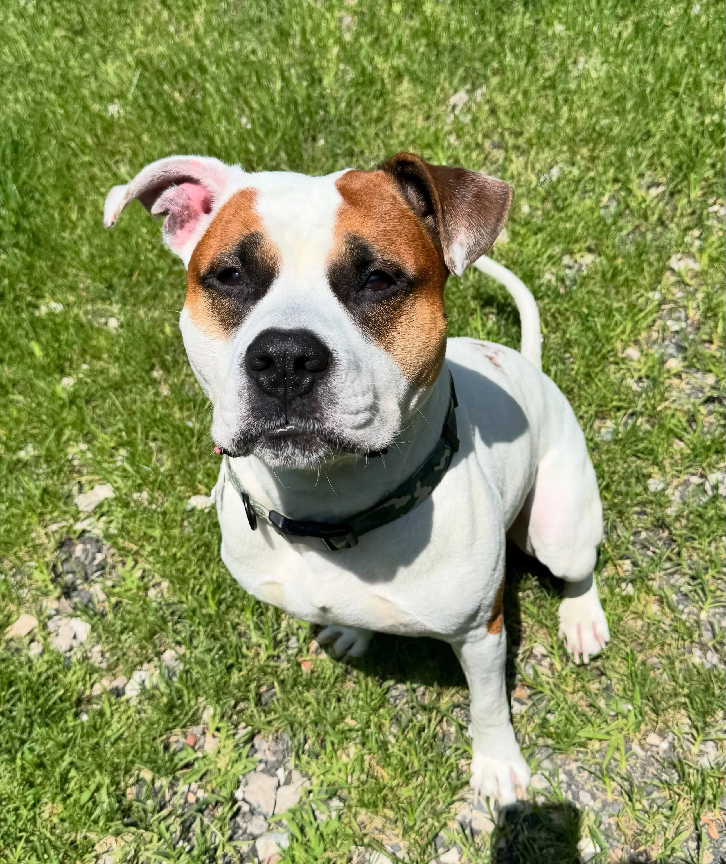 a white bully dog with brown eye patches in the sunshine