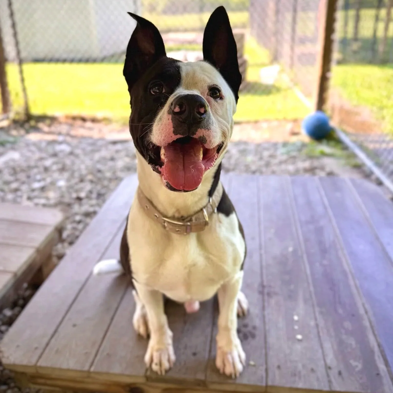 a smiling white dog with black patches and pointy ears