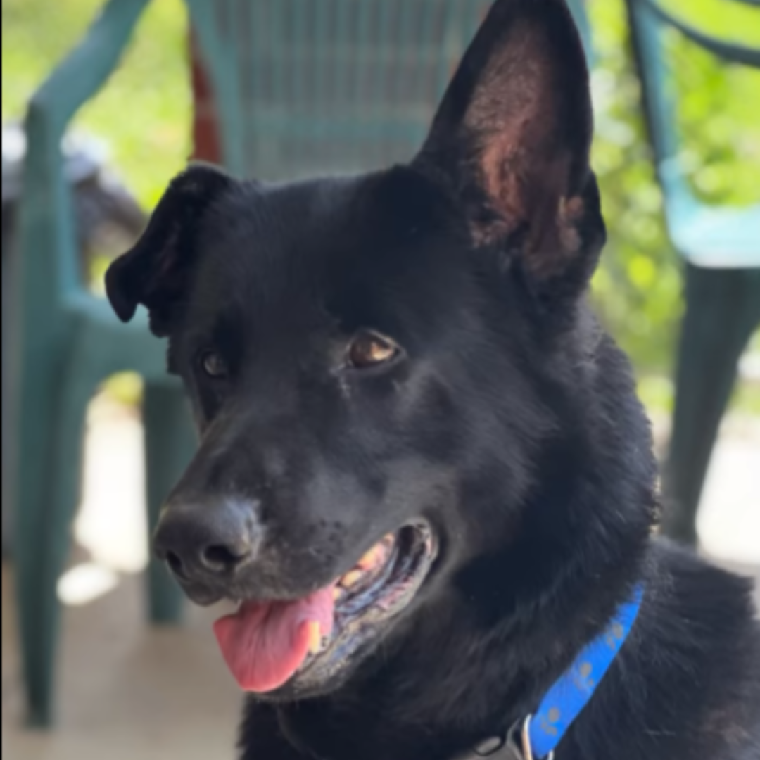 a deep black dog with big ears
