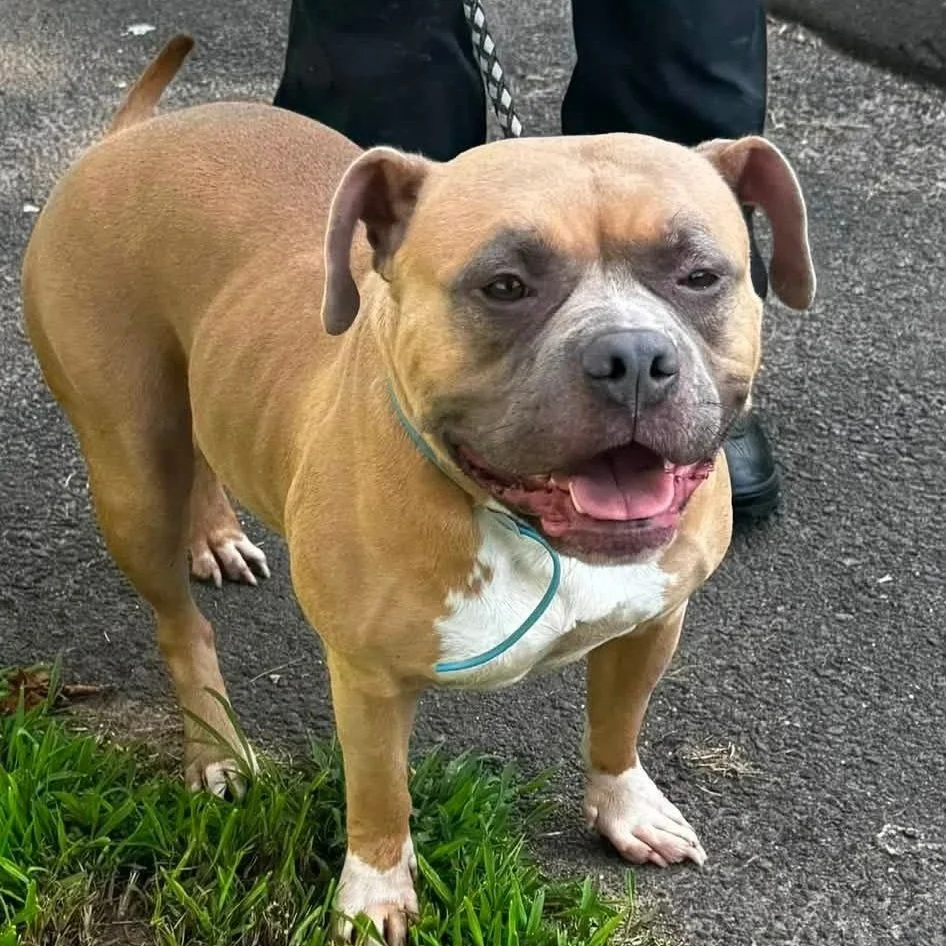 a chunky brown and white bully dog