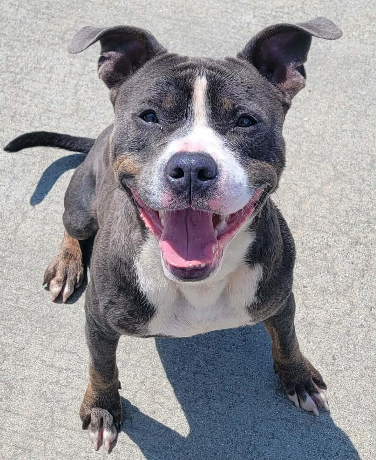 a happy tri colored pitbull mix