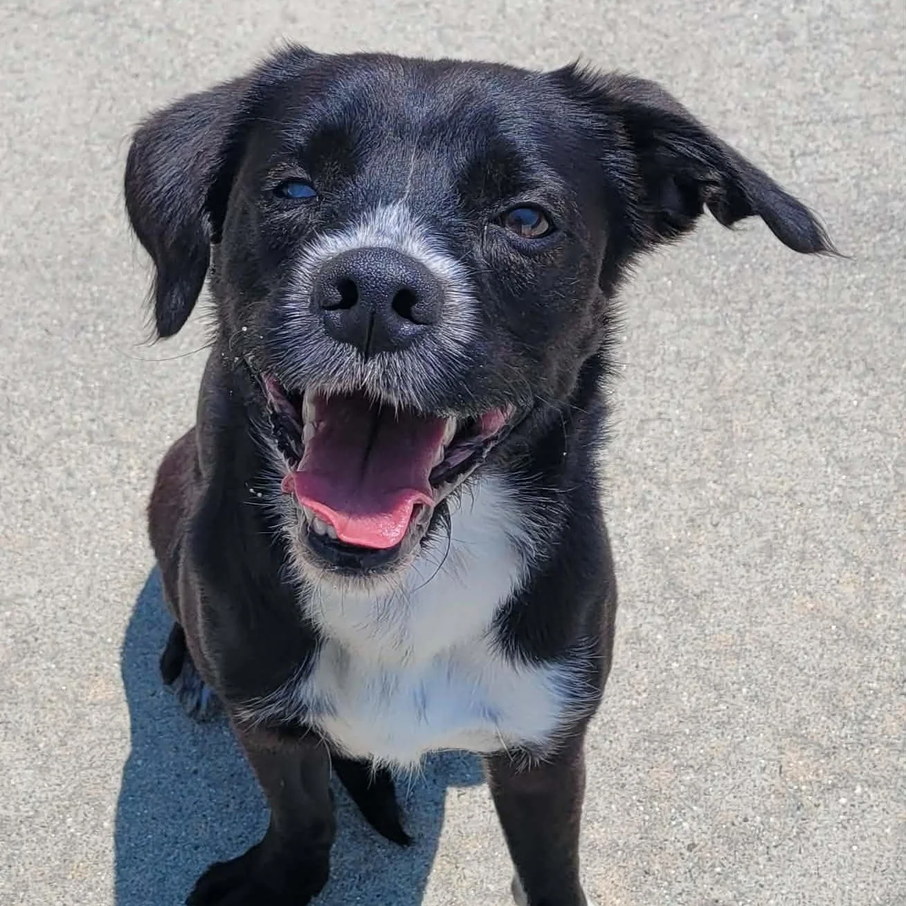 a black and white hound mix