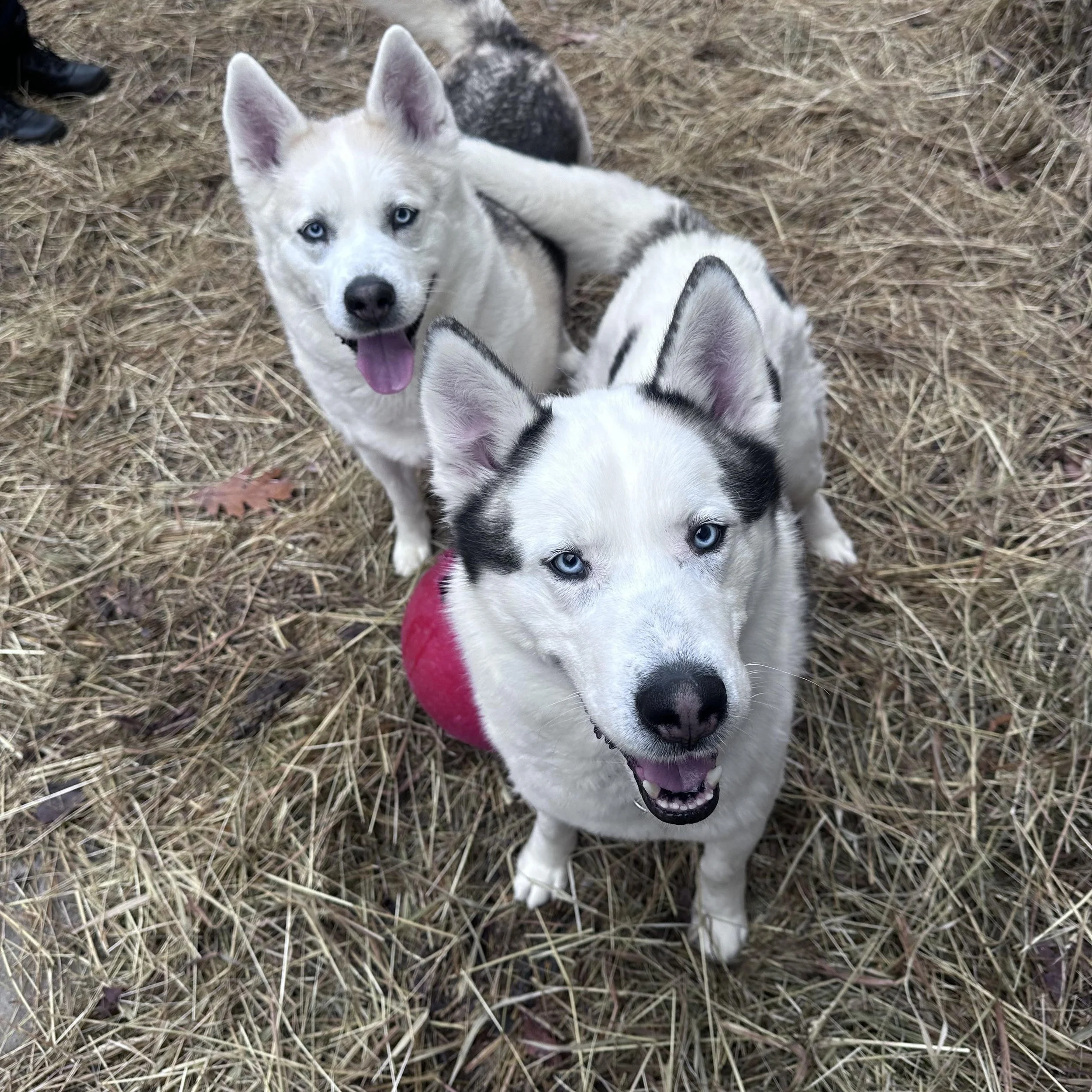 Leo and Luna
