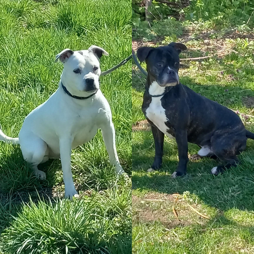 Ace and Charlie