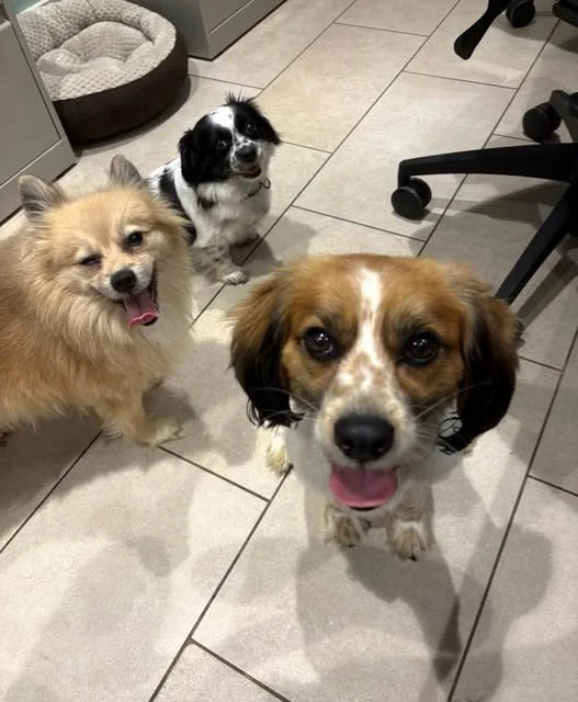 Oreo, Bullet and Biggie
