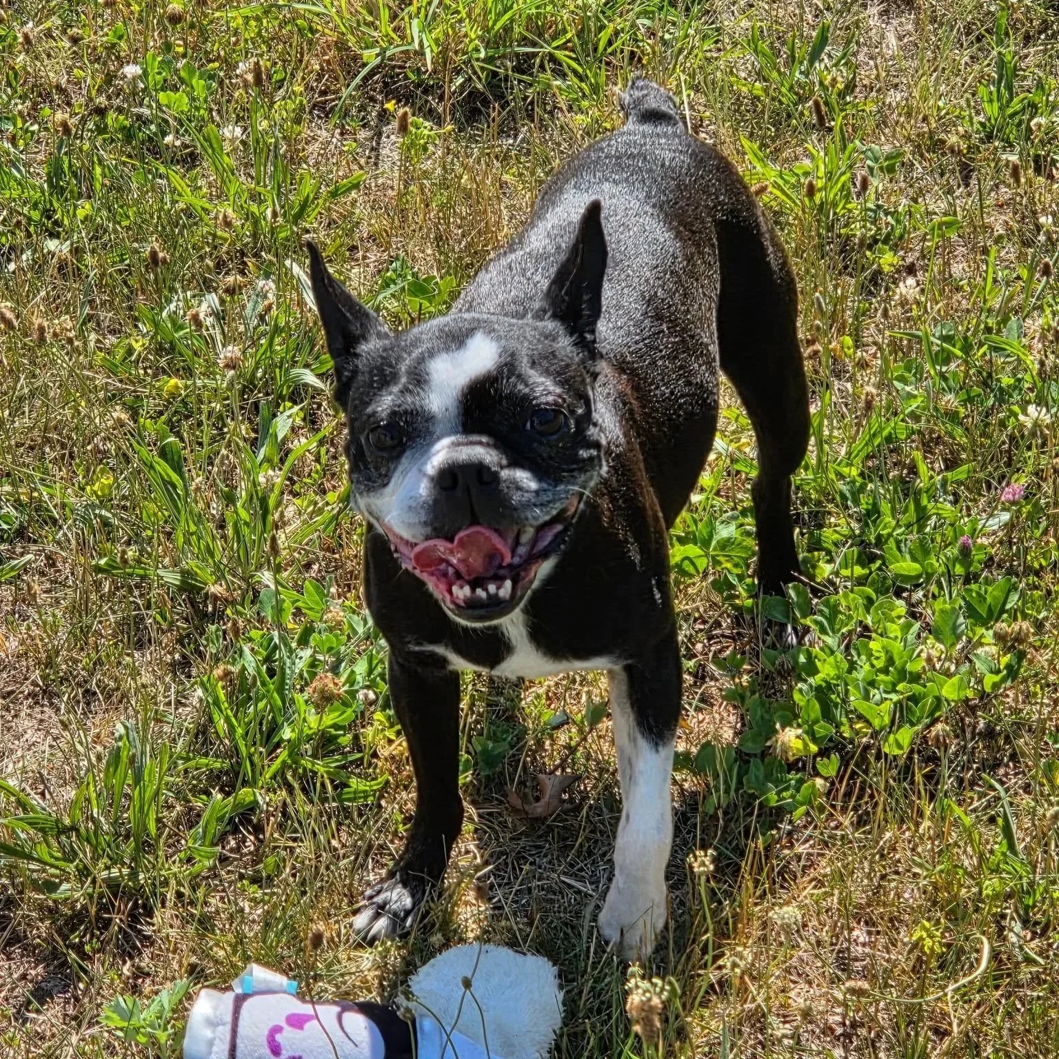 Daphne