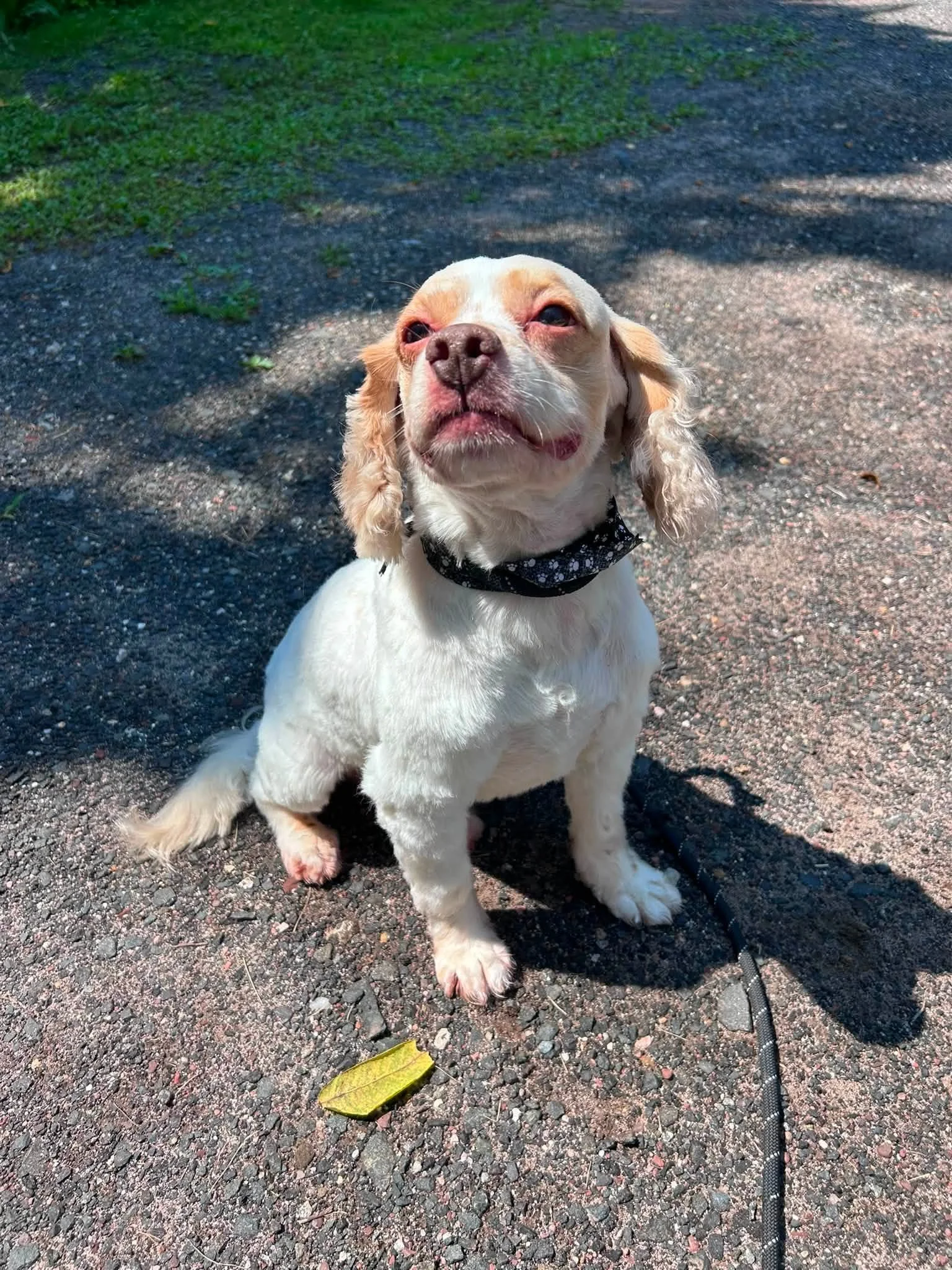 Peanut