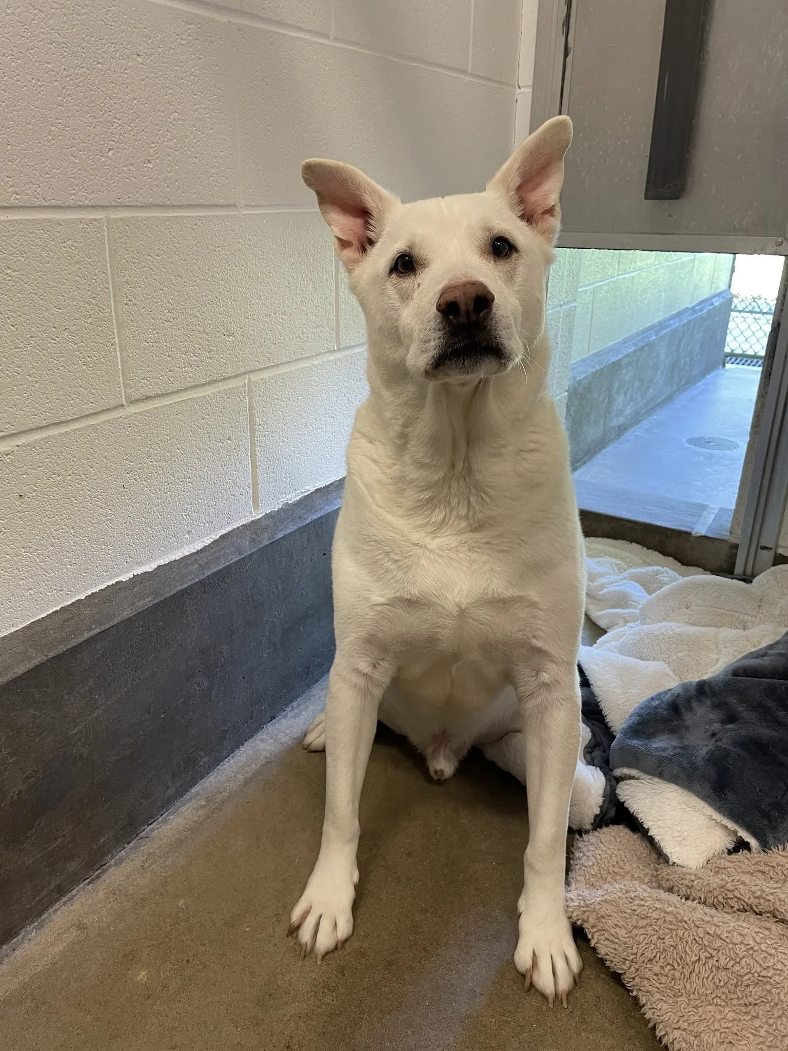 Jojo