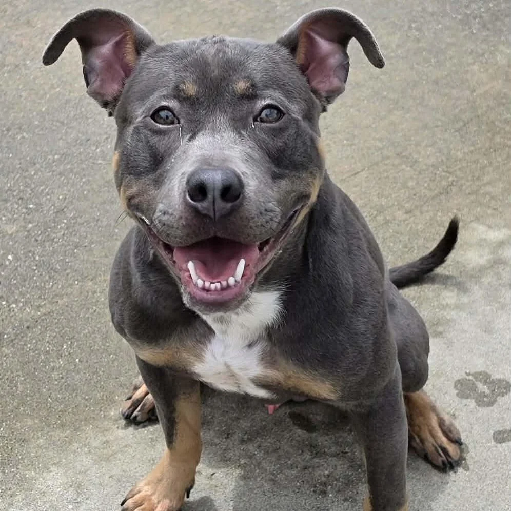 Smiling tri colored pit mix sitting