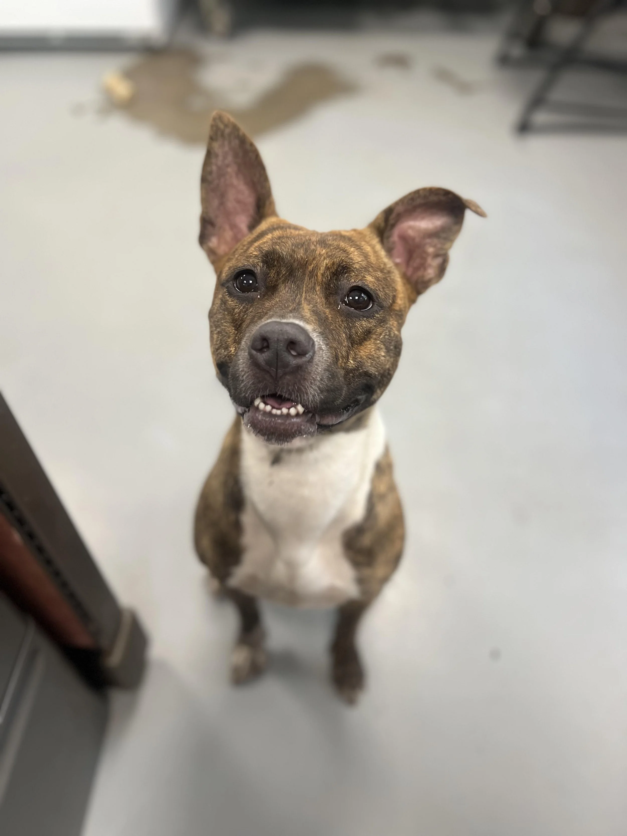 a smiling brindle and white pit with pointy ears sitting