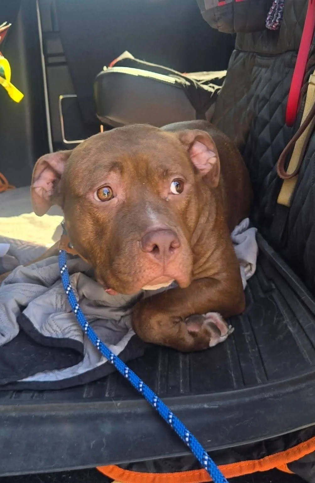 No Name in Bristol: Female dog friendly pittie