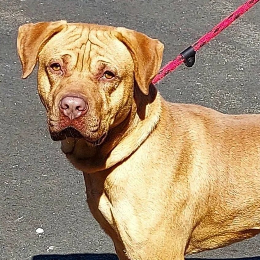 light brown dog with wrinkled forehead