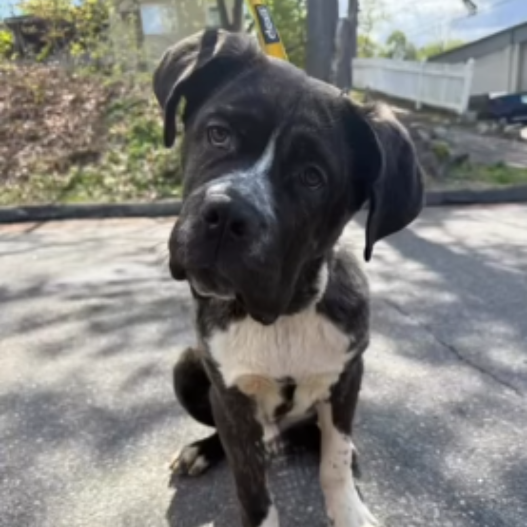 a curious white and black dog tilts their head at the camera