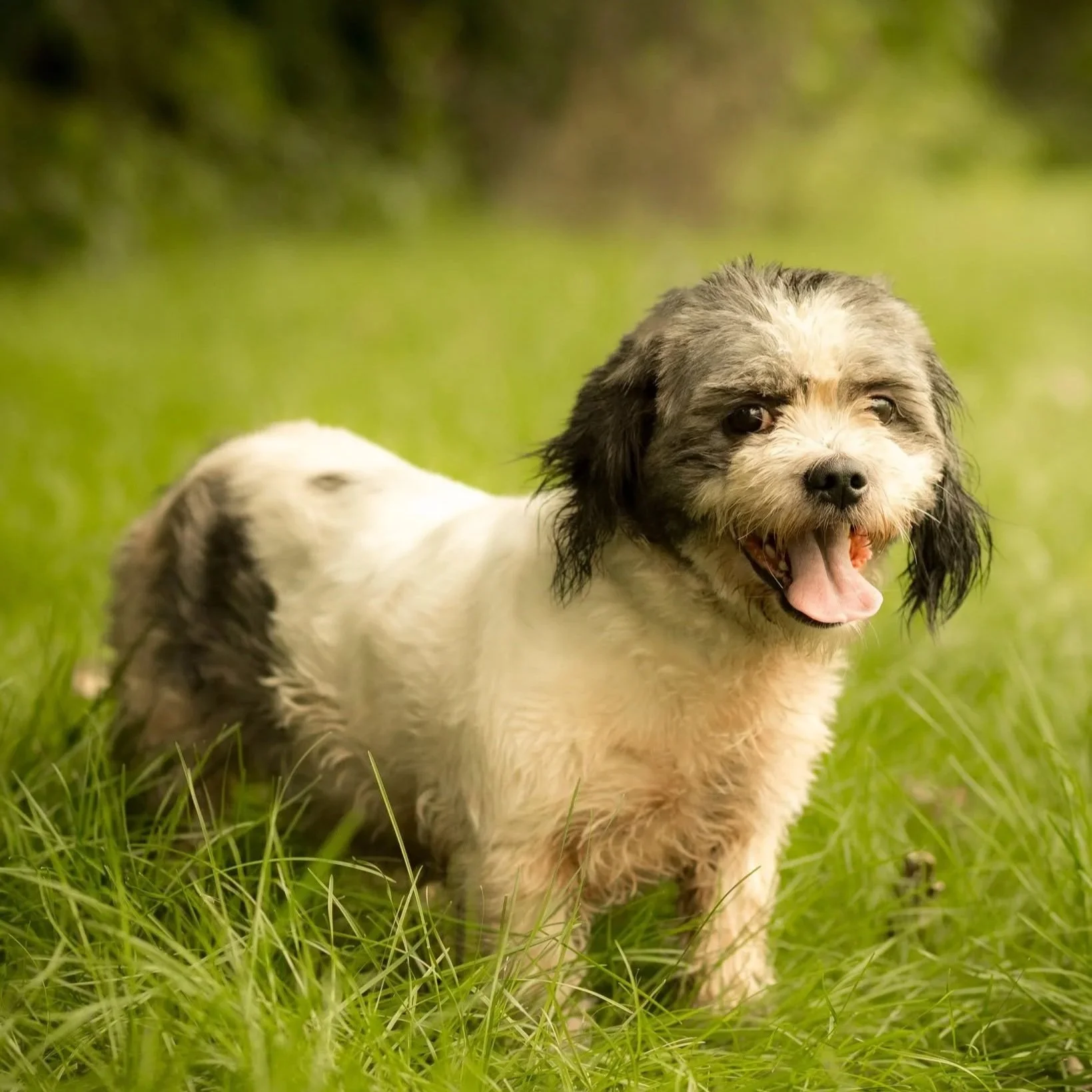 a small black and white terrier