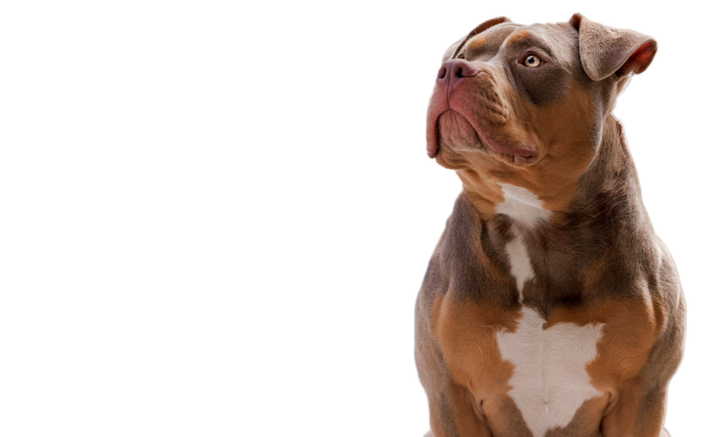 Tri colored bully looks up