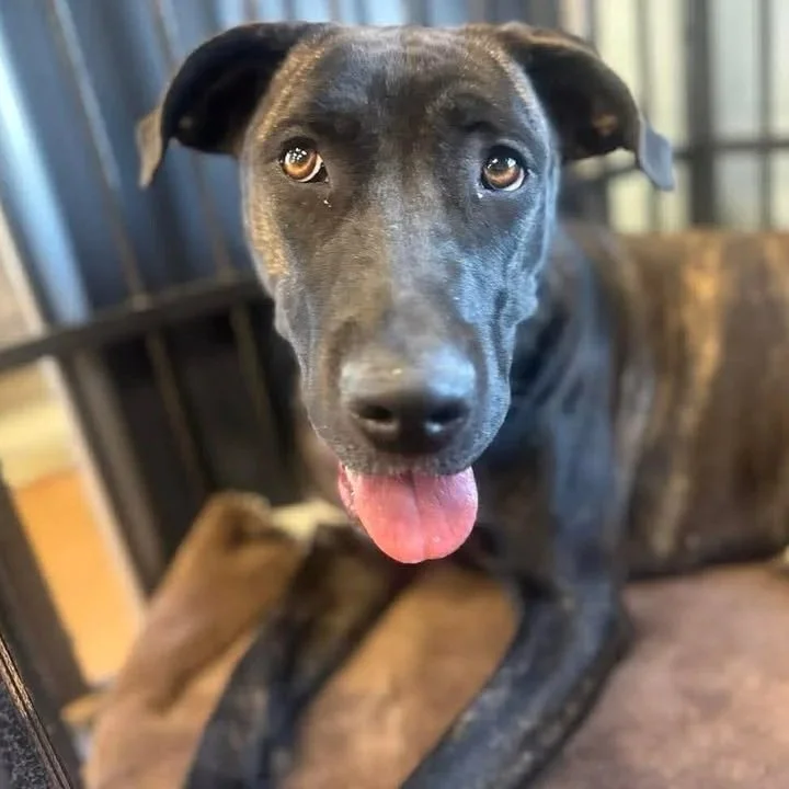 A black dog stares at the camera with soulful eyes