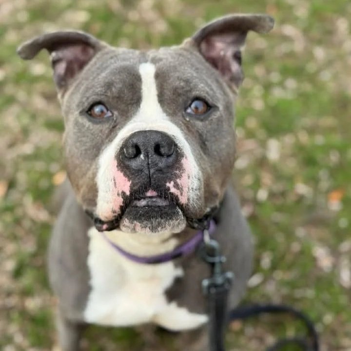 A gray and white pitbull looks at the camera