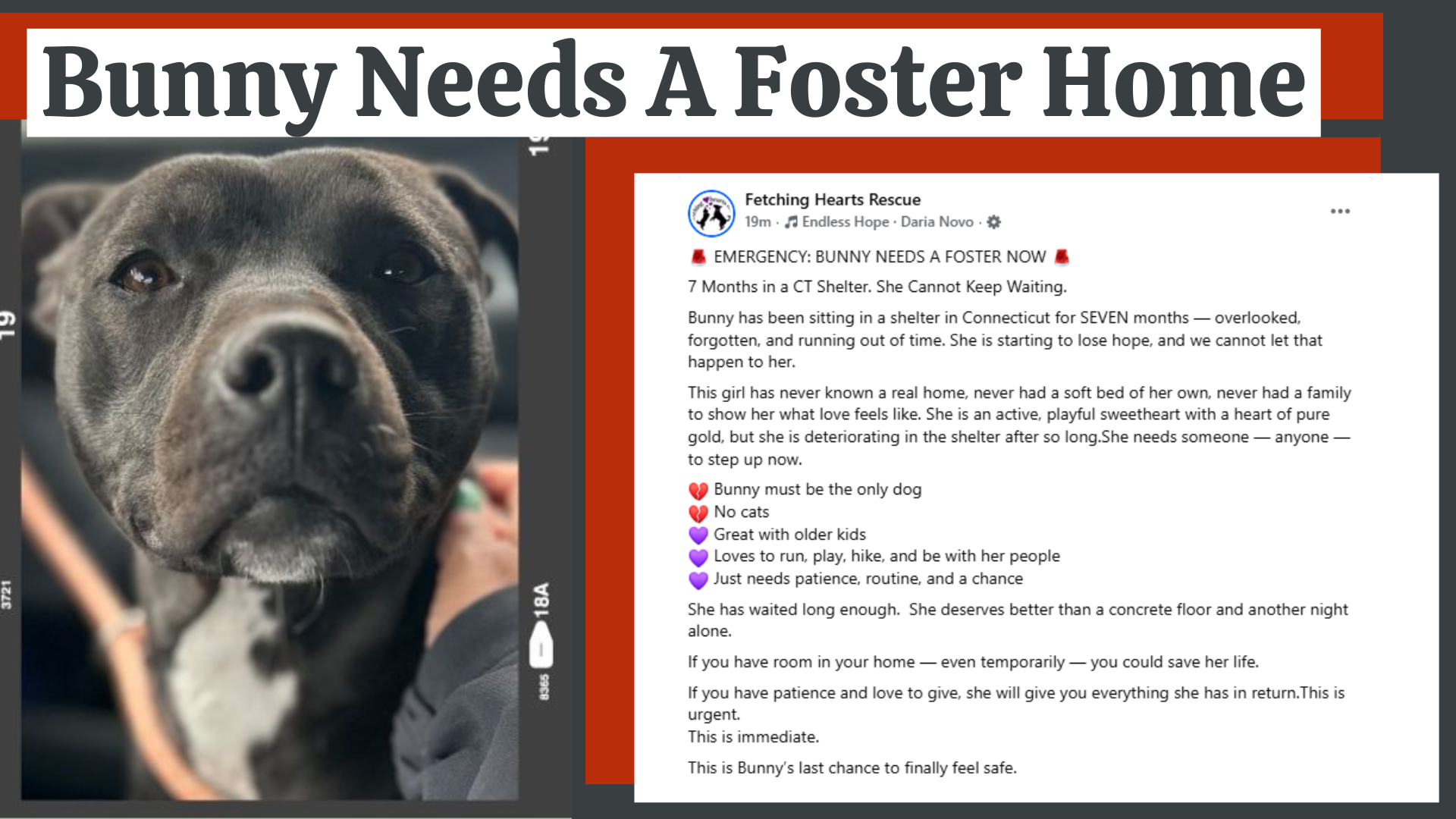 Urgent Needs Bunny .png