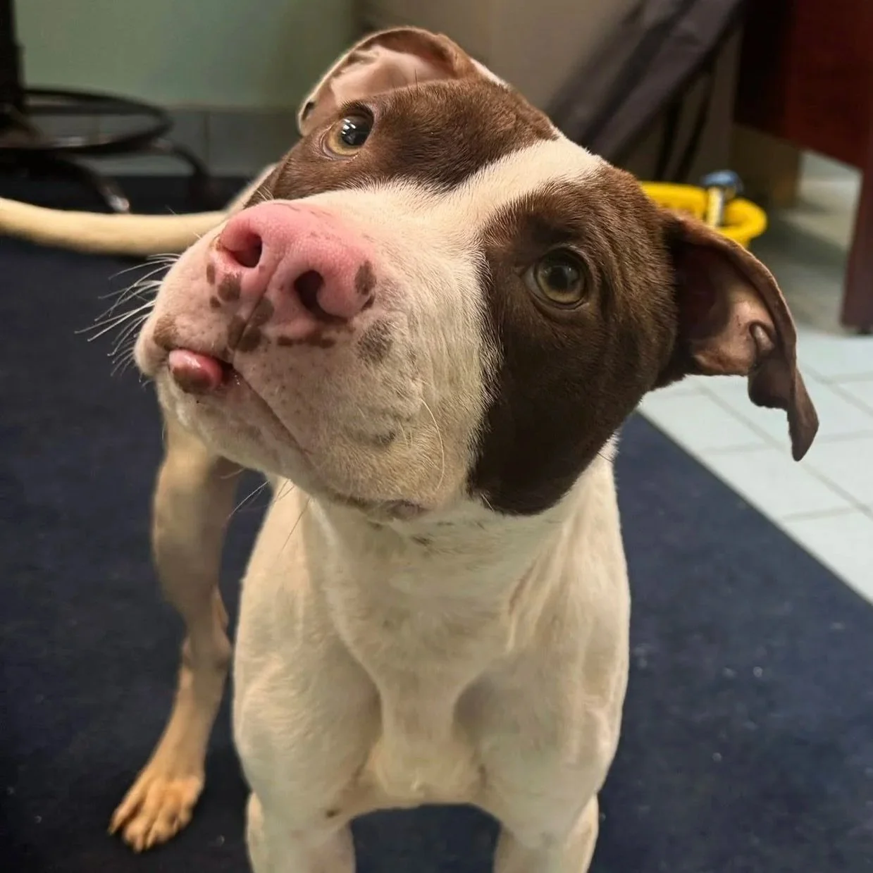 a pouty lipped white and chocolate  brown dog tilts their head