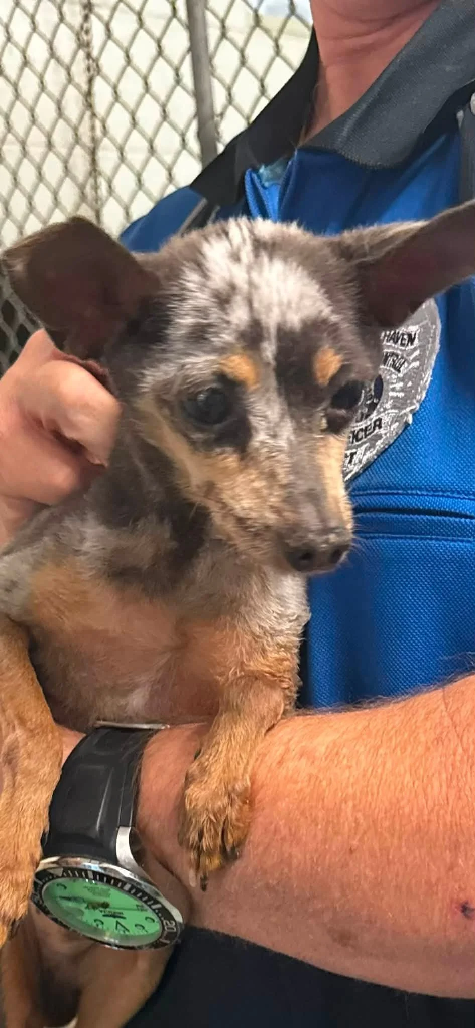 a small multi colored dog being held