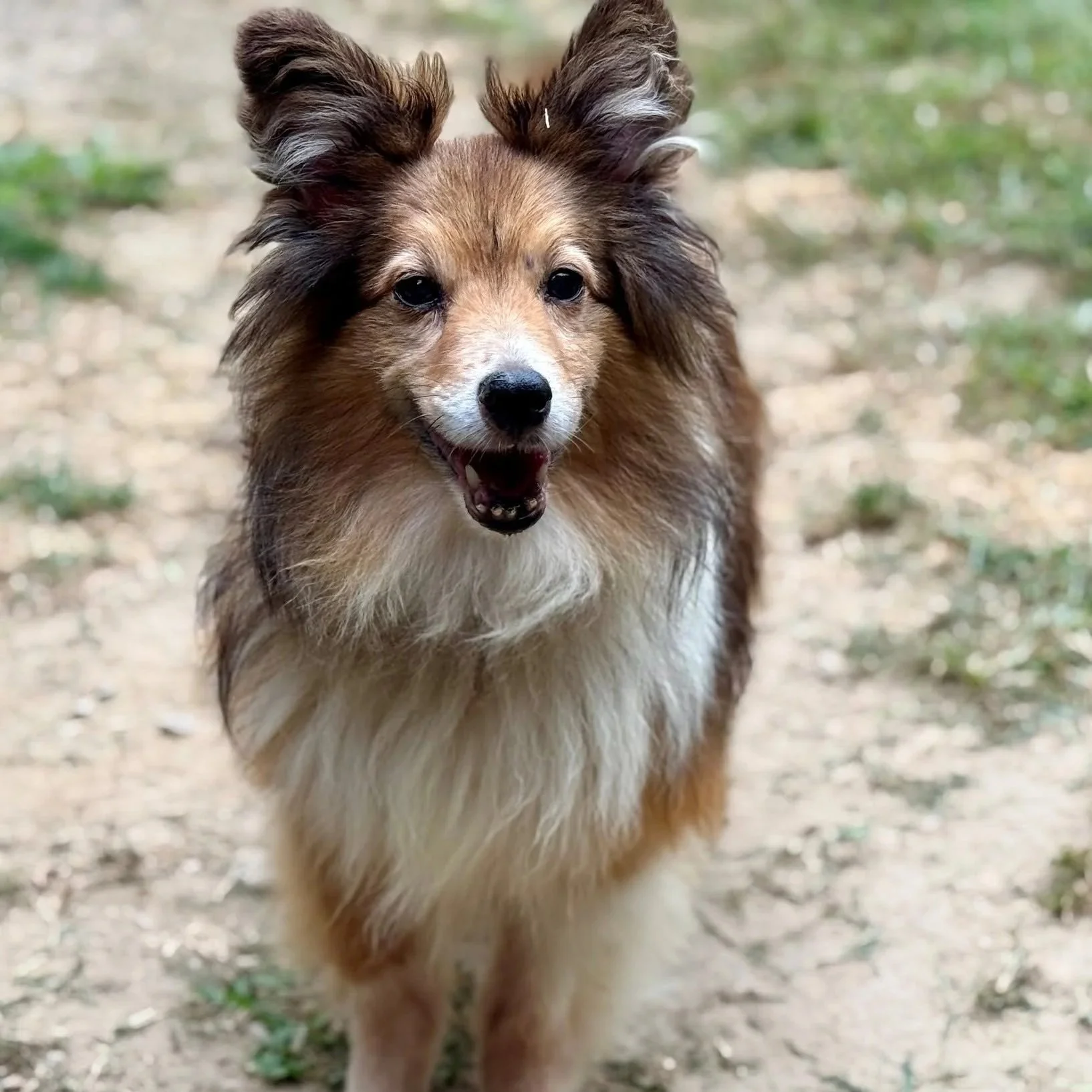 a brown and white border collie