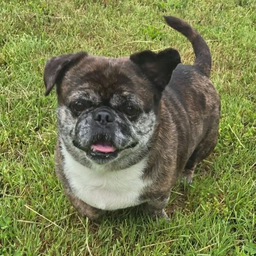 Older small brindle and white dog
