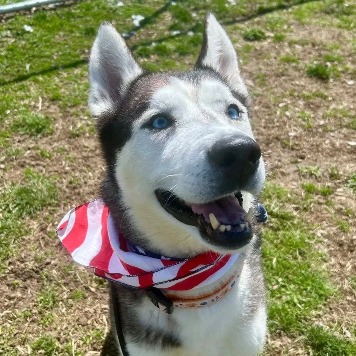 a black and white  husky with a red white and blue bandana