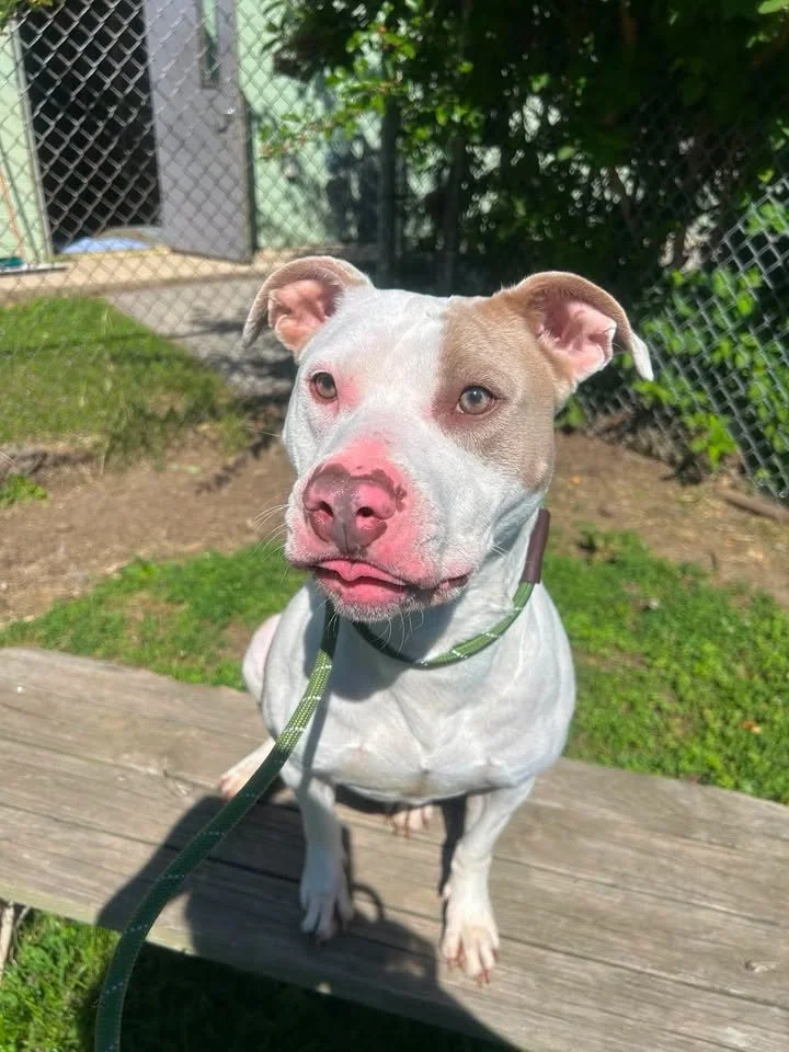 a white bully with brown eye patch and ear sitting in the sunshine