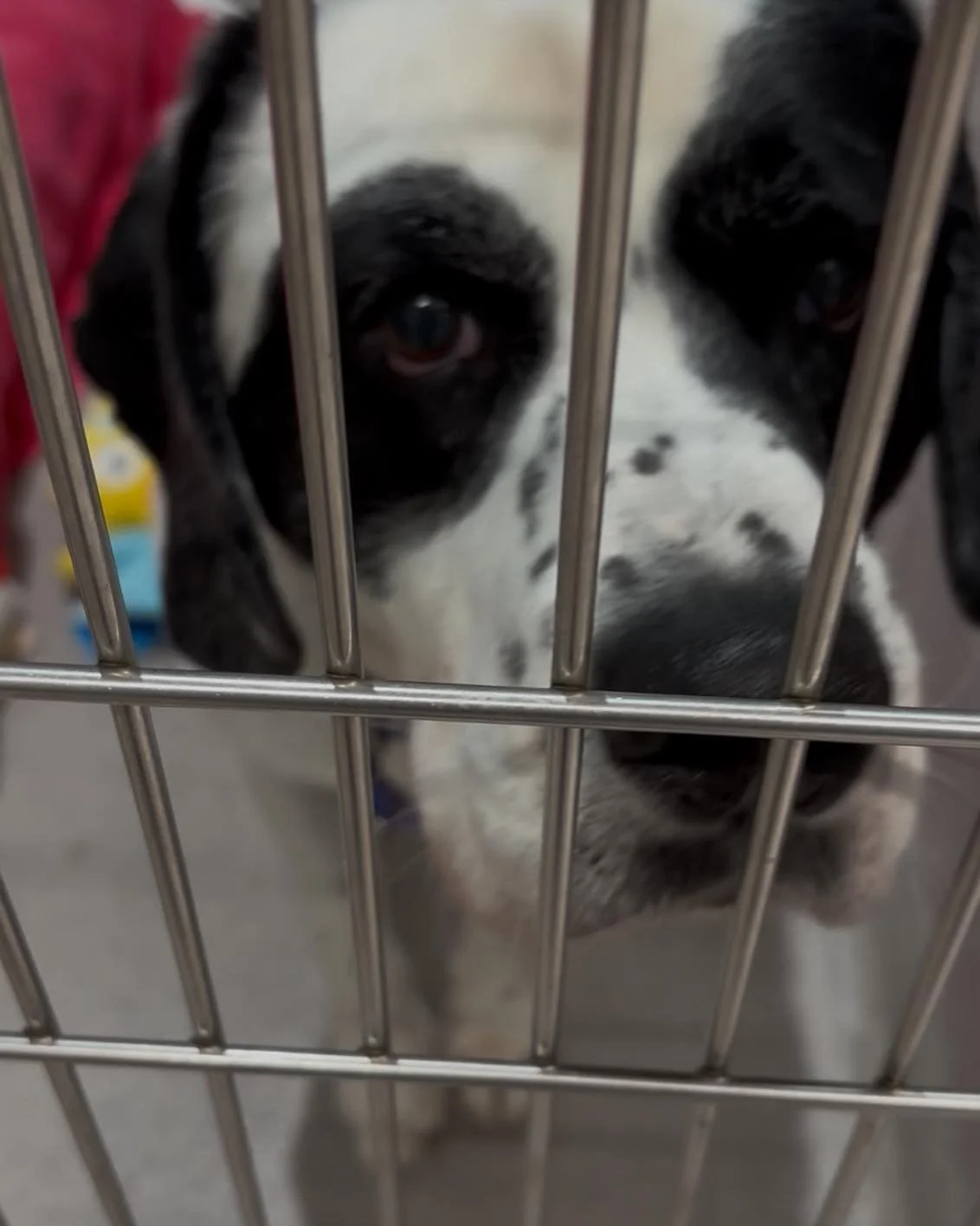 Freddy 5 to 7 years old