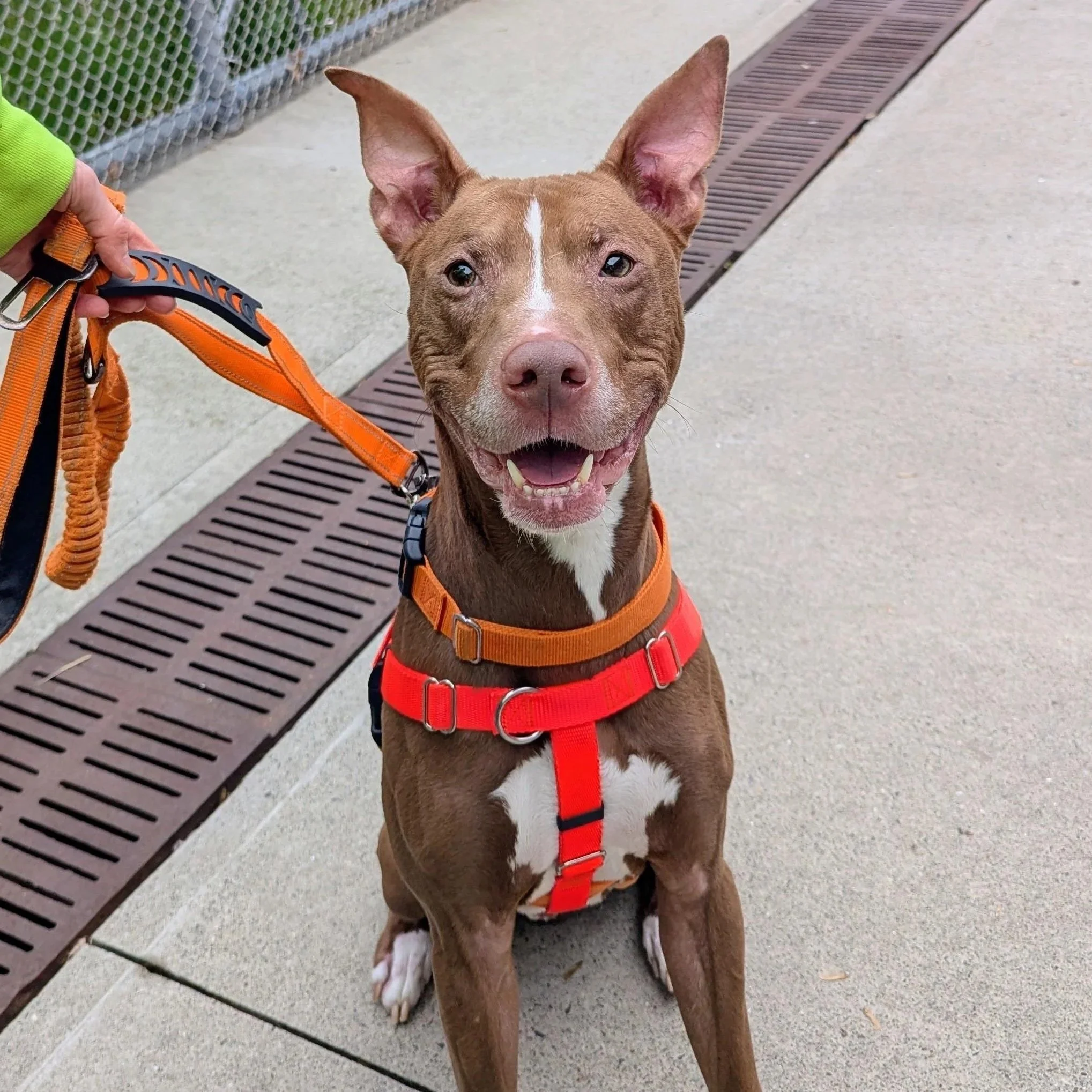 Brown and white dog with pointy ears in an orange harness
