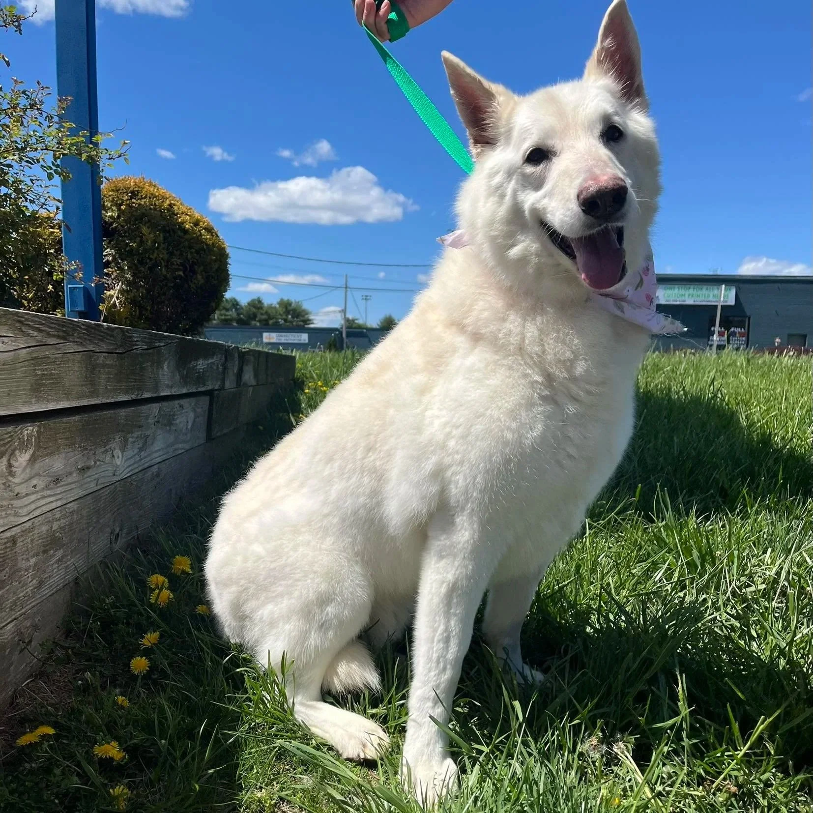 white shepherd sitting on the grass