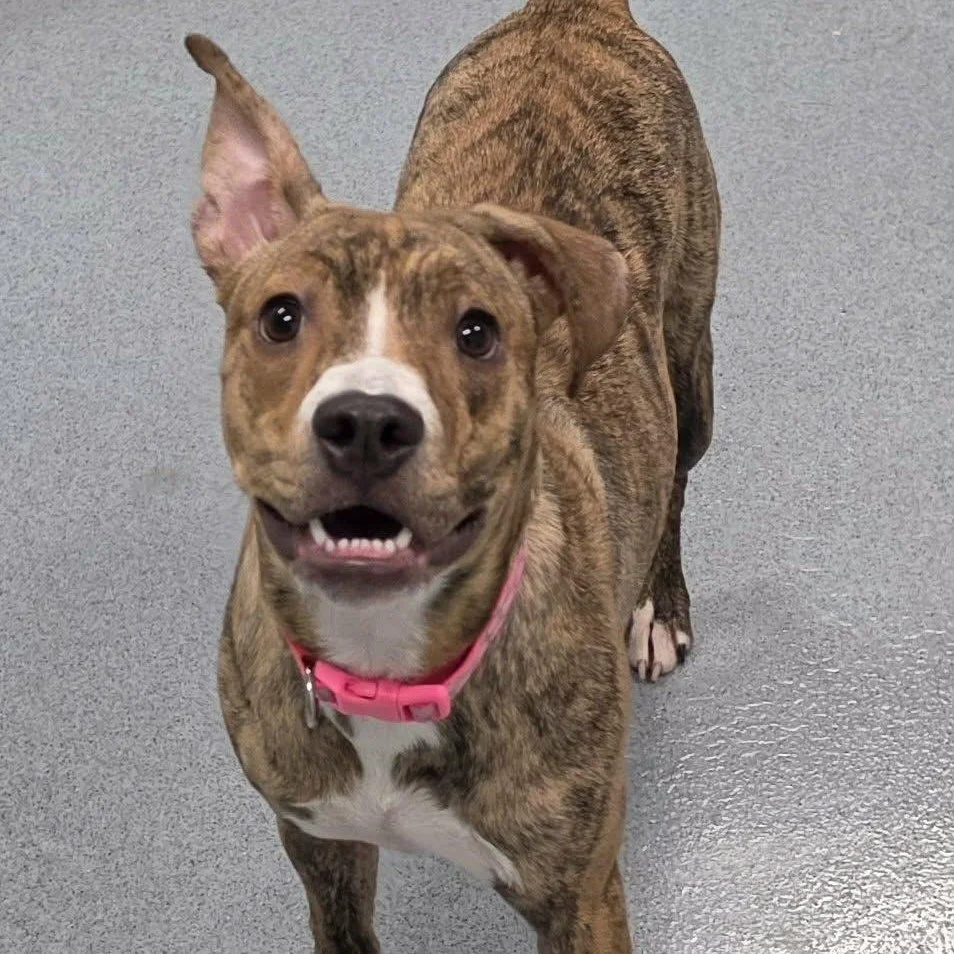 a smiling light brown brindle and white terrier mix with large ears