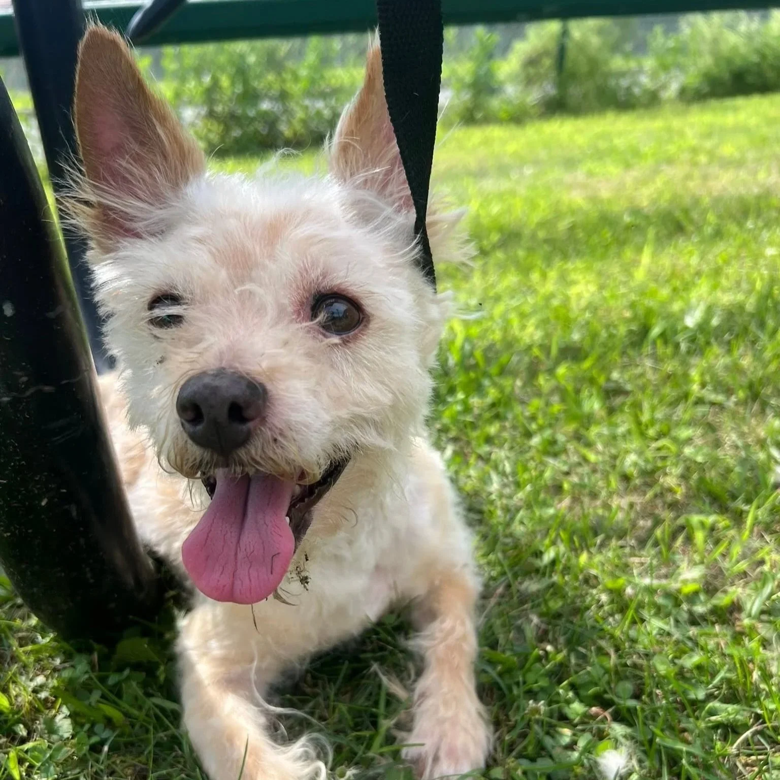 a small fluffy white dog with tongue hanging out