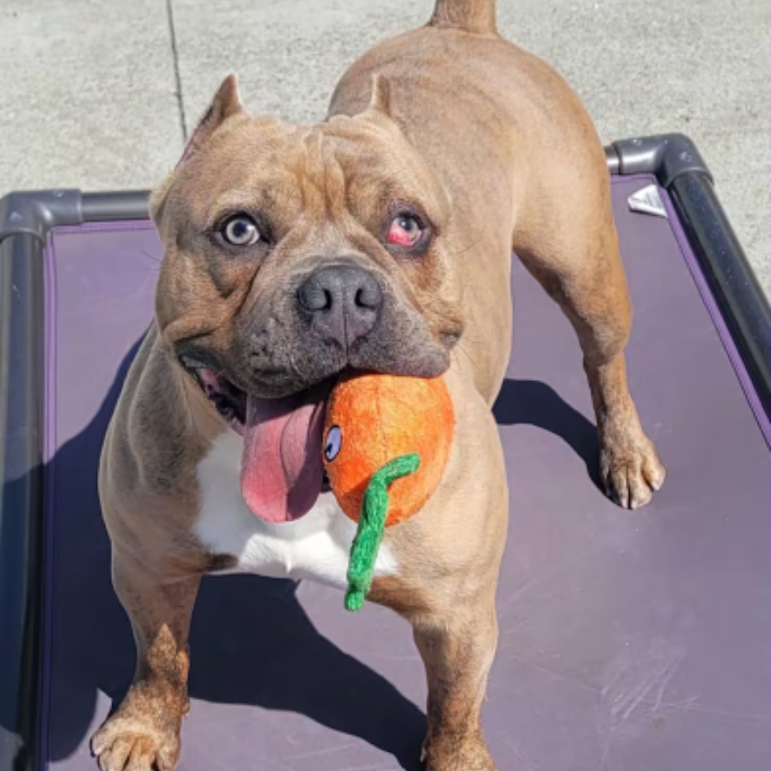 stocky bully breed with cherry eye cropped ears and a toy in her mouth