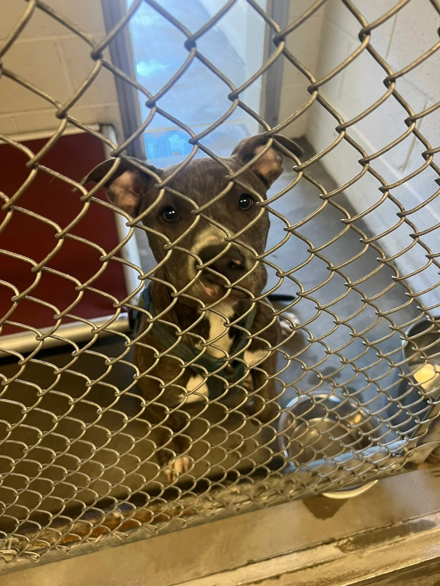 Scout - Waterbury