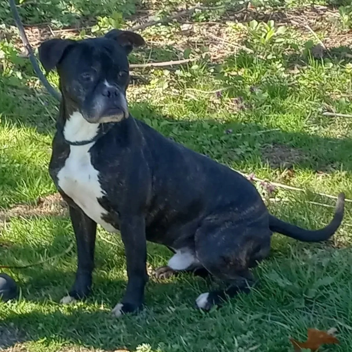 black and white boxer mix sits on grass