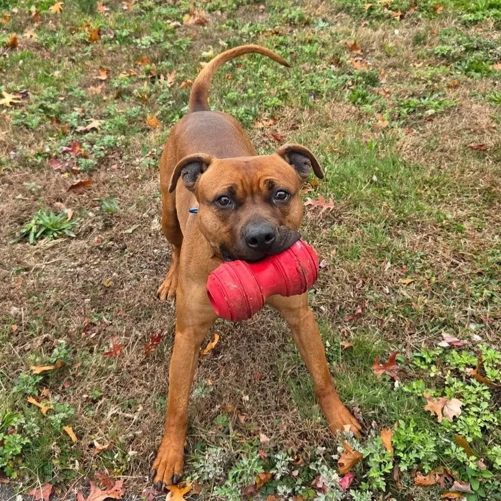 a playful dark brown dog is ready to pounce away with his red toy in his mouth